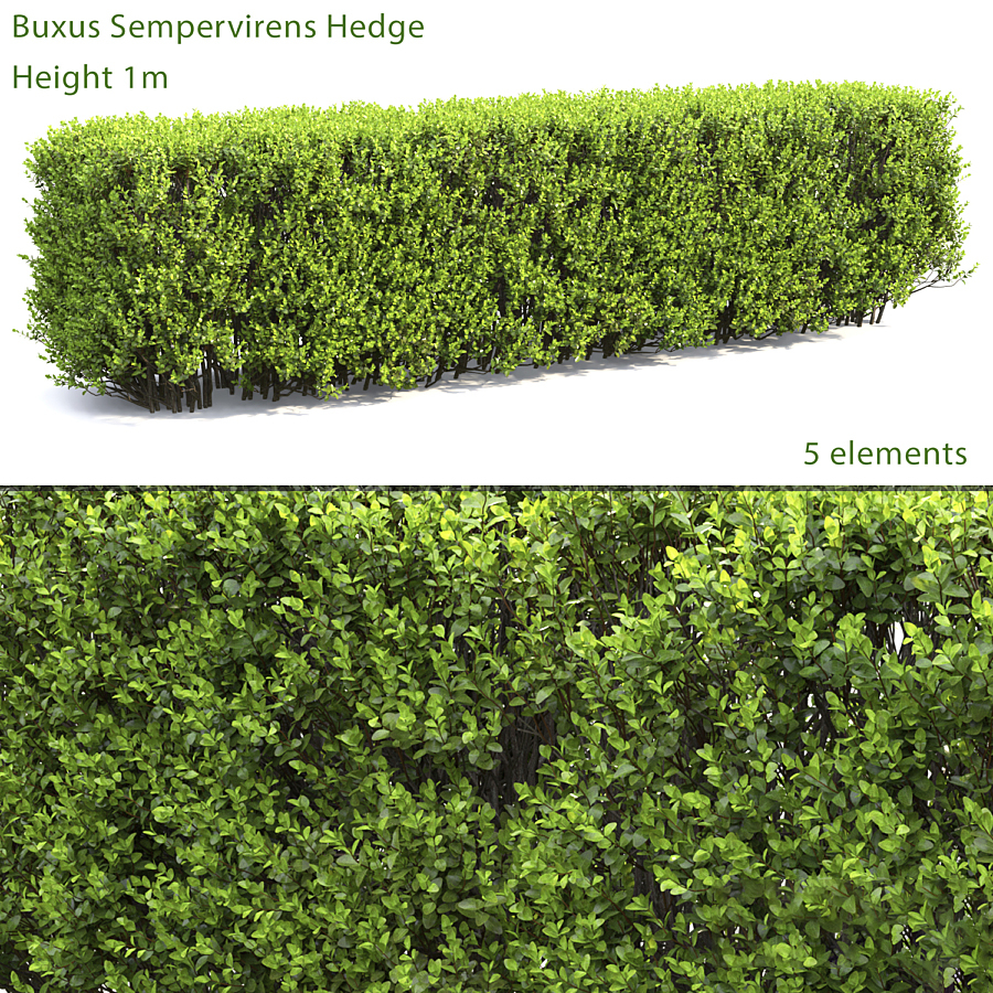 Buxus